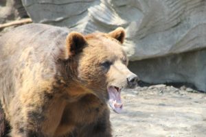 Read more about the article The Bear Whisperer